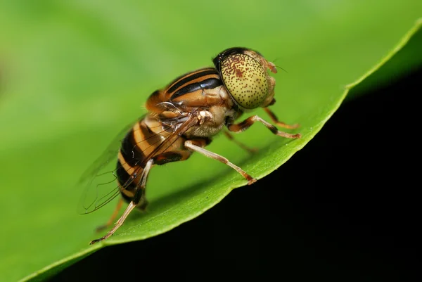 Macro de uma mosca Hoverfly — Fotografia de Stock