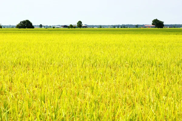 stock image Golden paddy field