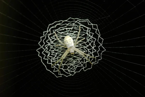 Pók hálójában — Stock Fotó