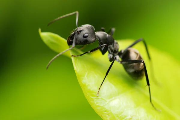 Macro fo a black ant 's face — стоковое фото