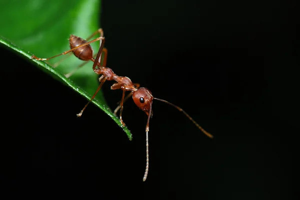 Tkadlec mravenec — Stock fotografie