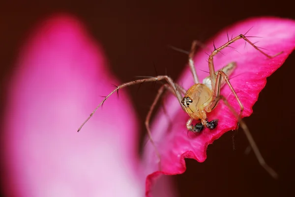 Lynx Spider — Stok Foto