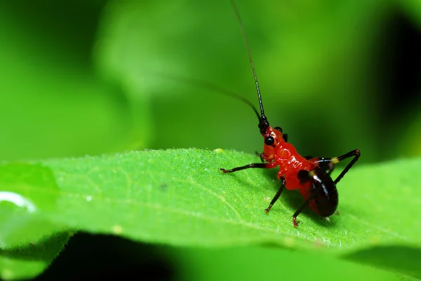 Czerwony i czarny katydid — Zdjęcie stockowe