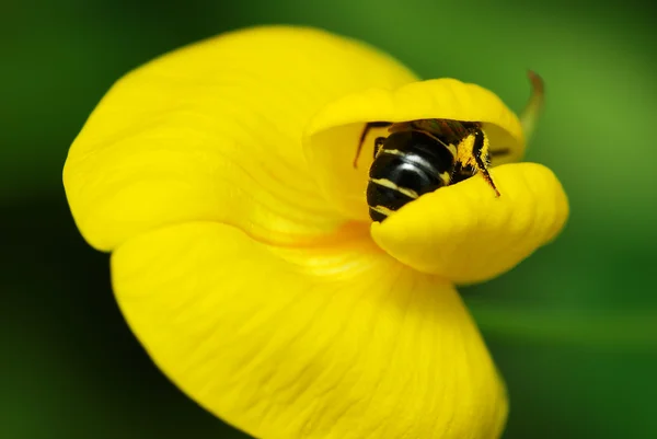 Včela ve žlutém květu — Stock fotografie