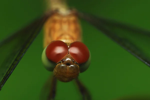 Augendetails einer Libelle — Stockfoto