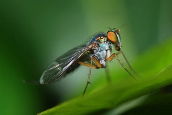 Long legged fly — Stock Photo, Image