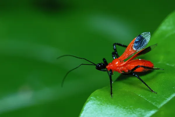 Чёрно-красный жук-убийца — стоковое фото