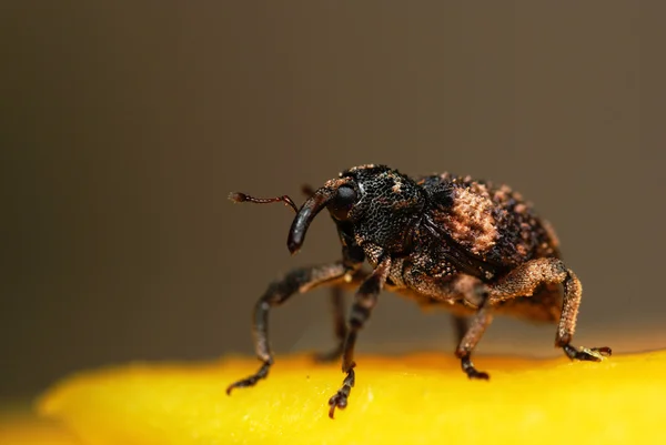 O Weevil — Fotografia de Stock