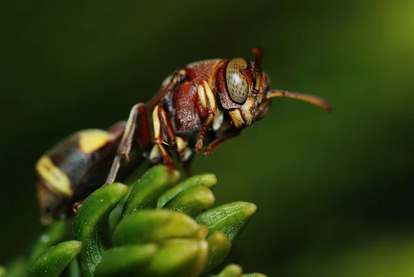 Macro de uma vespa — Fotografia de Stock