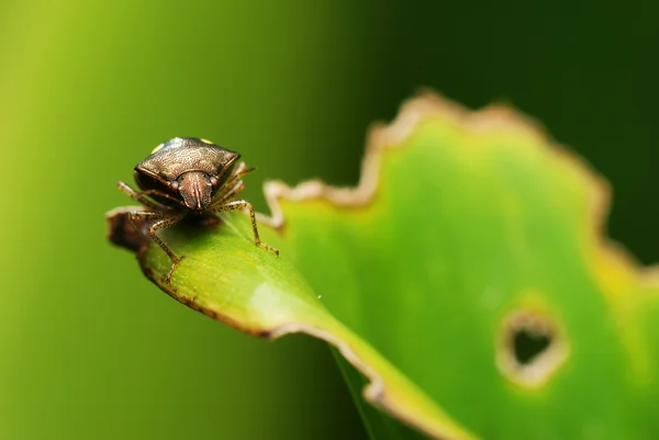 Шильдский жук — стоковое фото