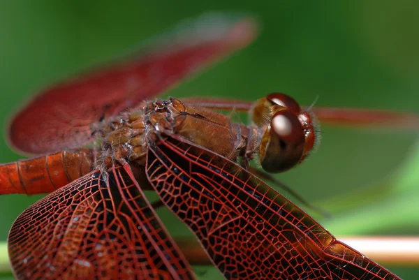 Makro einer Libelle — Stockfoto