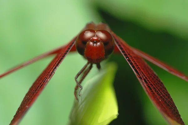 Angesicht zu Angesicht mit einer Libelle — Stockfoto