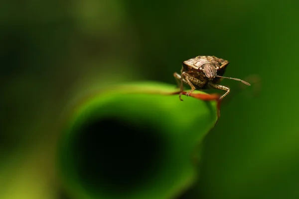 Bug de Sheild — Photo