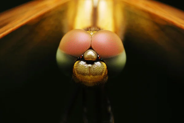 Portrait of a dragonfly up close — Stock Photo, Image