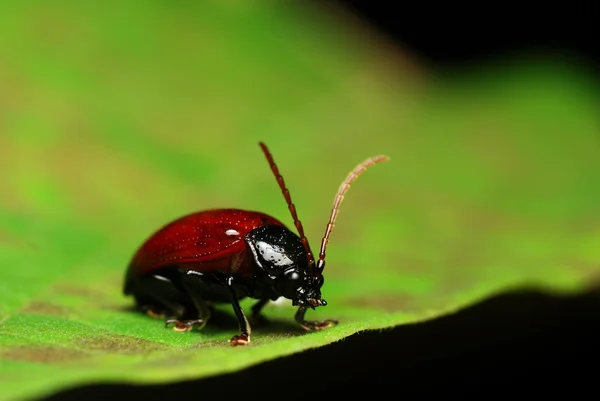 Escarabajo marrón — Foto de Stock