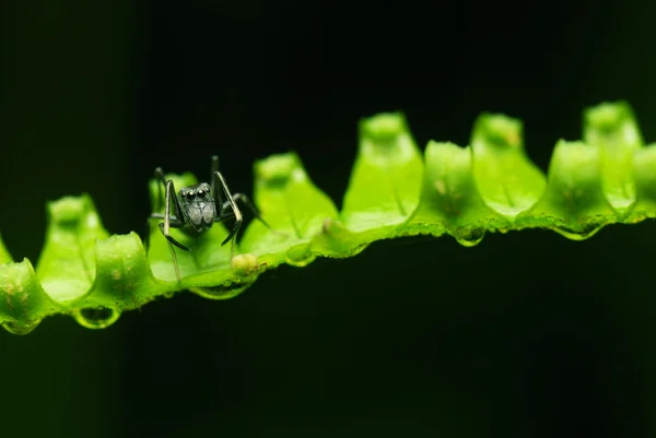 模仿蚂蚁蜘蛛 — 图库照片