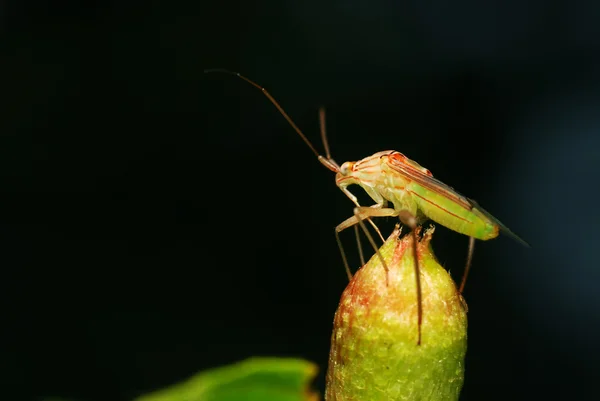 Шильдский жук — стоковое фото