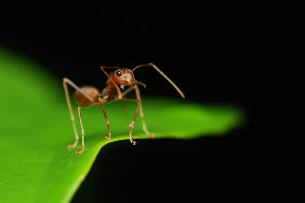 Společný weaver mravenec — Stock fotografie