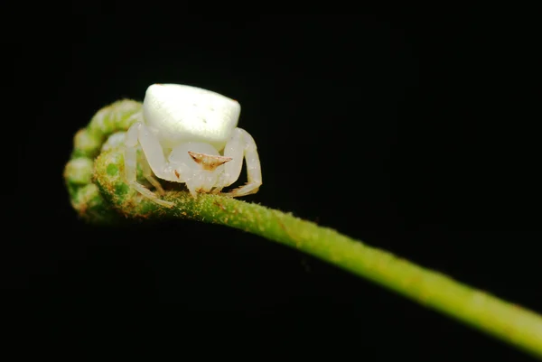 Biały Krab pająk — Zdjęcie stockowe