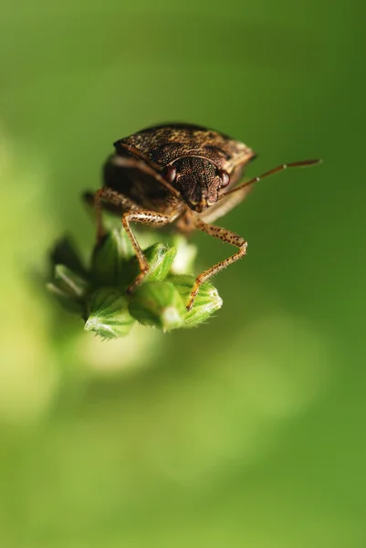 Sheild bug — Stok Foto