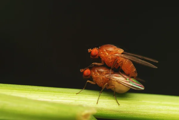 Брачная пара мух — стоковое фото