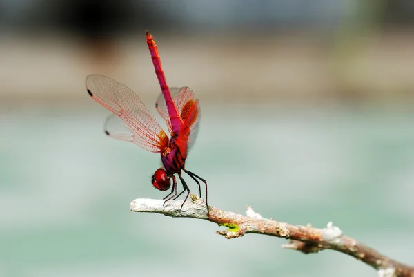 Dragonfly dancing on a twig — Stock Photo, Image