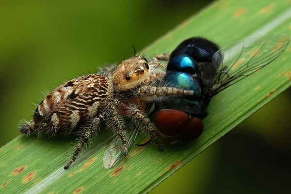 Hoppande spindel utfodring på fluga — Stockfoto