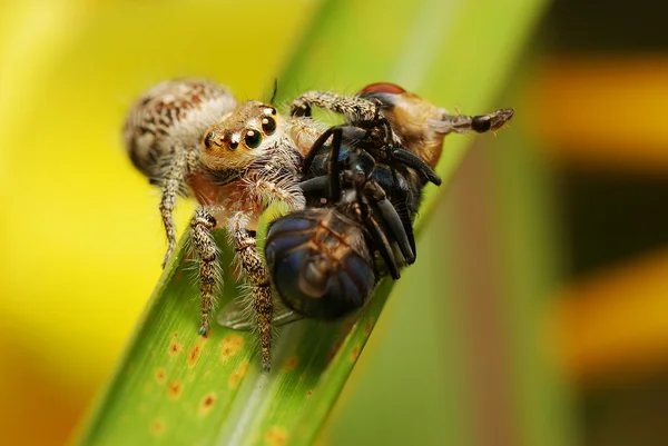 Hoppande spindel utfodring på fluga — Stockfoto