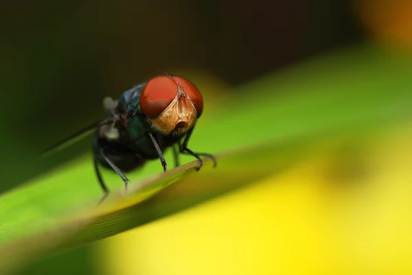 Κόκκινο ανοιχτομάτης μύγα — Φωτογραφία Αρχείου