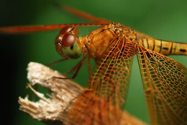 Retrato de uma libélula — Fotografia de Stock
