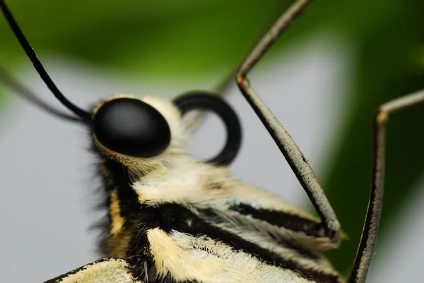 Глаз бабочки Стоковое Изображение