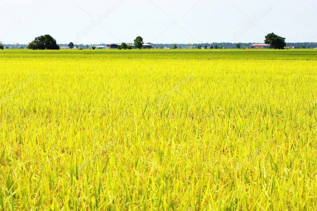 Golden paddy field — Stock Photo © fongky #1494889