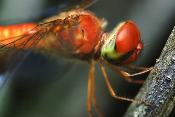 红眼睛的蜻蜓 — 图库照片