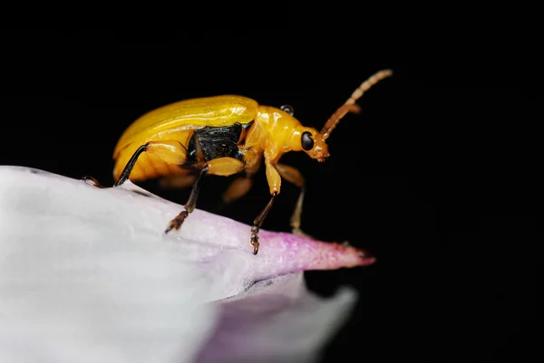 Golden beetle — Stock Photo, Image