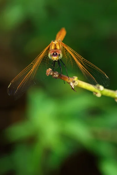 Golden dragonfly — Stock Photo, Image