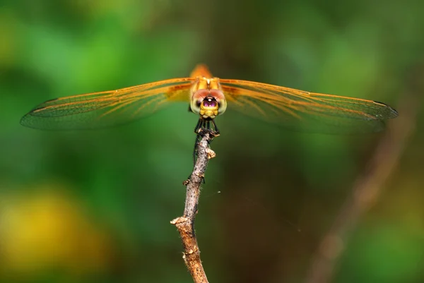 Golden dragonfly — Stock Photo, Image