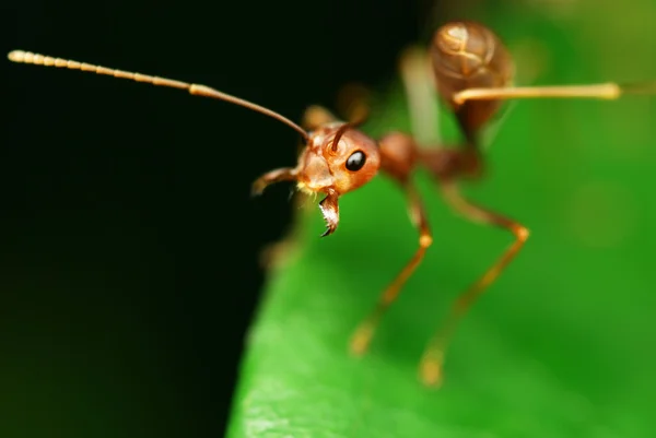 Колючий муравей — стоковое фото