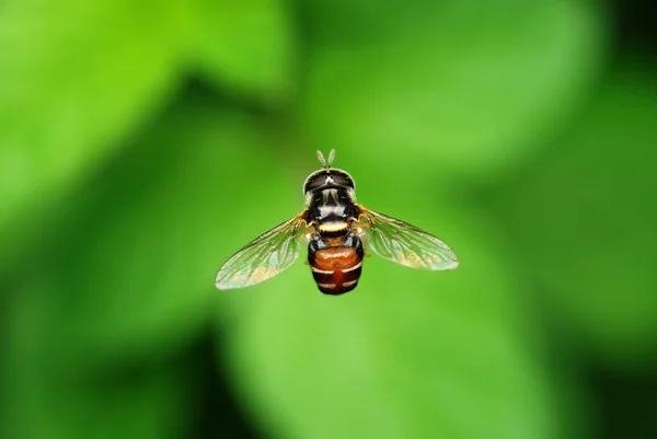 Hoverfly — Stok fotoğraf