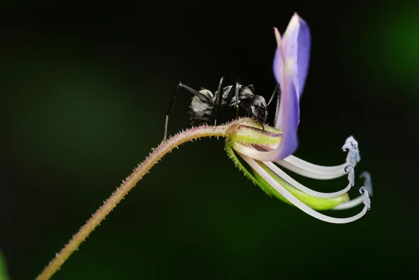 Μαύρο μυρμήγκι στηρίζεται σε λουλούδι — Φωτογραφία Αρχείου