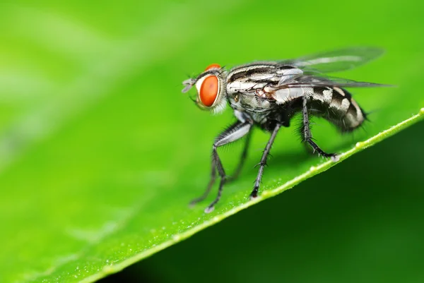 Macro de mosca — Foto de Stock