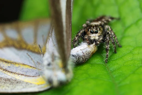 Jumping spider with its prey — Stock Photo, Image
