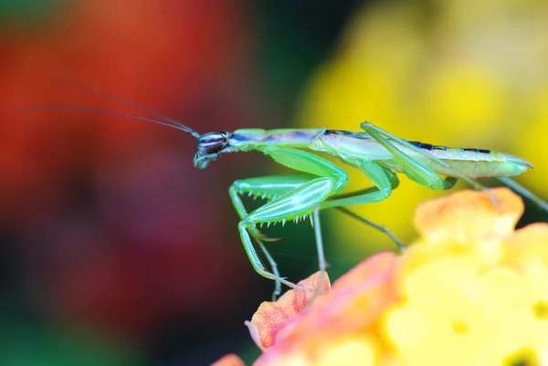 Mantis. — Fotografia de Stock