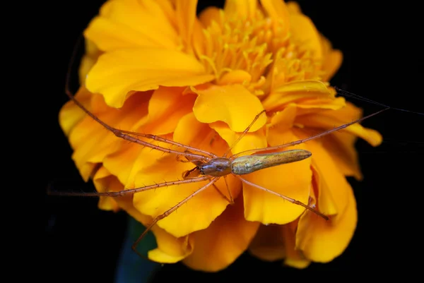 Spinne auf Blume — Stockfoto