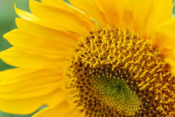 stock image Sun flower