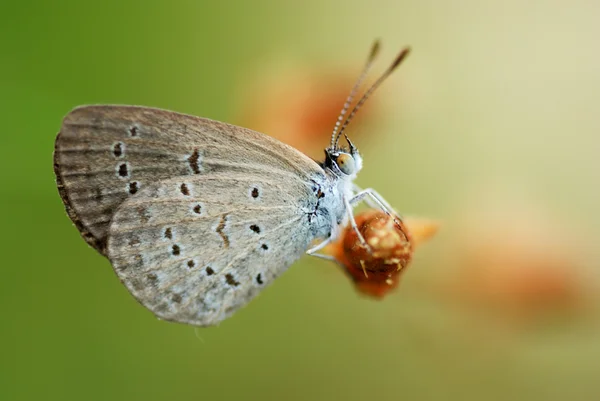 Small tiny butterfly Royalty Free Stock Images