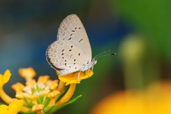 stock image Butterfly