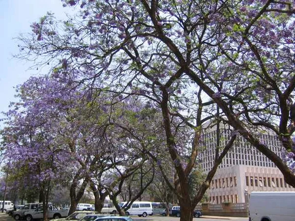 Jacarandas