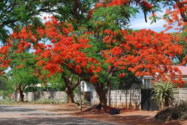 stock image Flamboyants