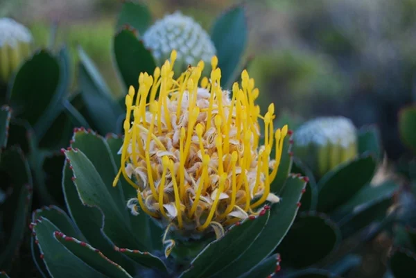 stock image Flower