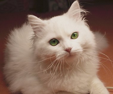 White cat clipart